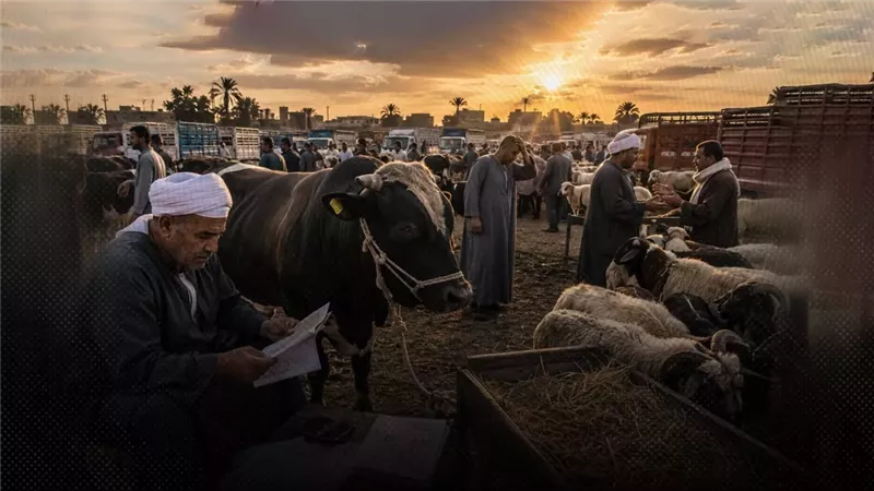 الركود يضرب سوق الماشية.. خسائر تصل لـ7 الاف جنيه للرأس الصغيرة بالسن