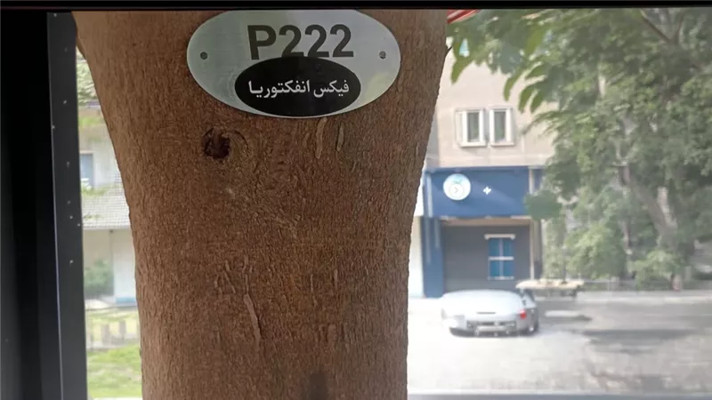جدل بسبب وضع أكواد على أشجار شارع السودان بالدقي.. ومسؤول بالحي يكشف السبب