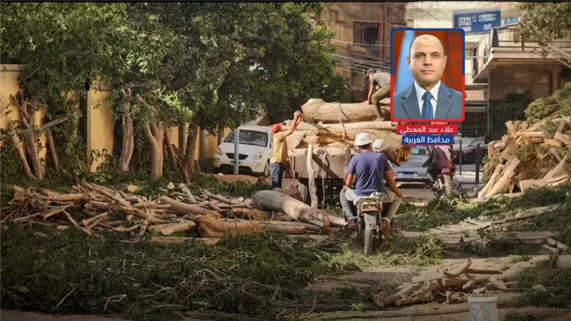 حي أول المحلة يتبرأ من قطع الأشجار: لص محترف وراء الواقعة