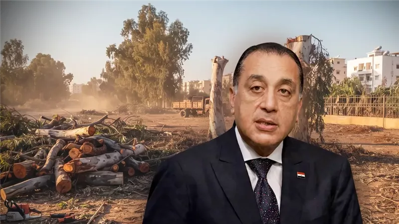 رغم حظر رئيس الحكومة.. مذبحة أشجار «قناطر إدفينا» بكفر الشيخ تثير غضب الأهالي